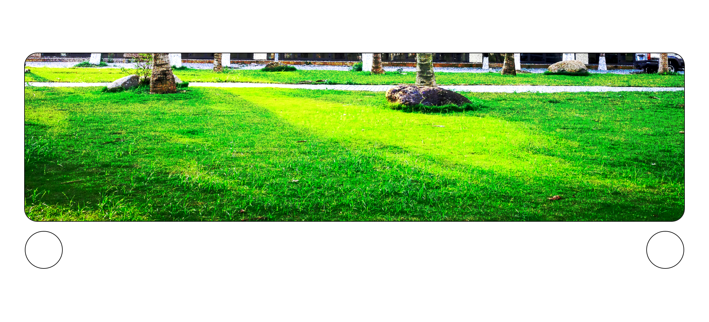 bright green saturated field of grass with palm trees